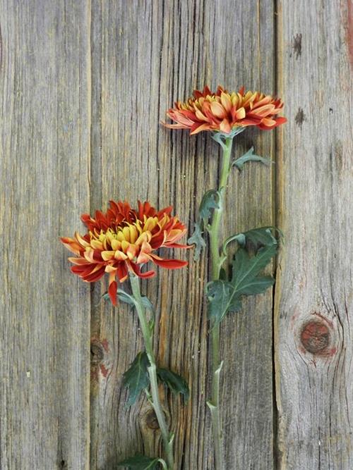 BLAZE CREMONE  BRONZE DISBUDS